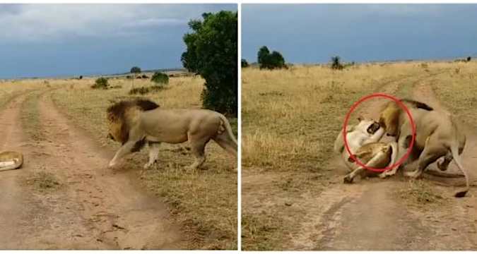 Svegliare la leonessa? Lo stai facendo malissimo: guardate come va a finire lo “scherzo” di questo leone