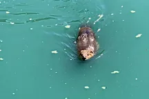 Officers find creative way to rescue beaver trapped in Texas lake