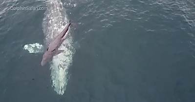 'We were right there when it happened': Whale gives birth on video in once-in-a-lifetime sighting