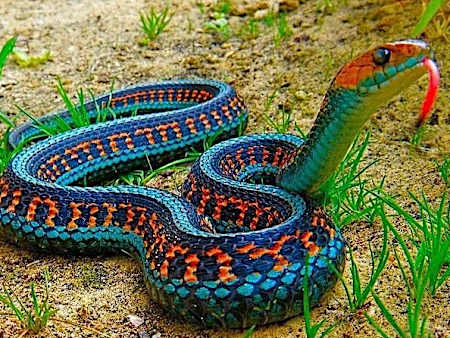 [Pics] The Deadliest Snake on Earth Comes From Arizona