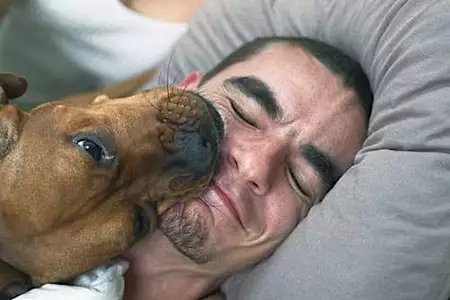 Dog licks arent kisses. Heres what your dog really means when it licks you.