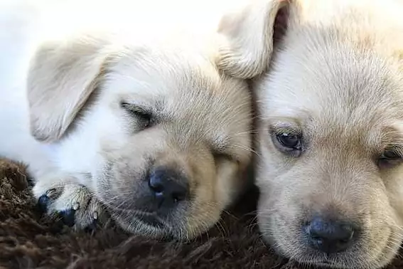 Il primo ospedale veterinario pubblico d’Italia aprirà a Roma