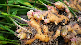 ショウガを食べ続けるとどうなる？