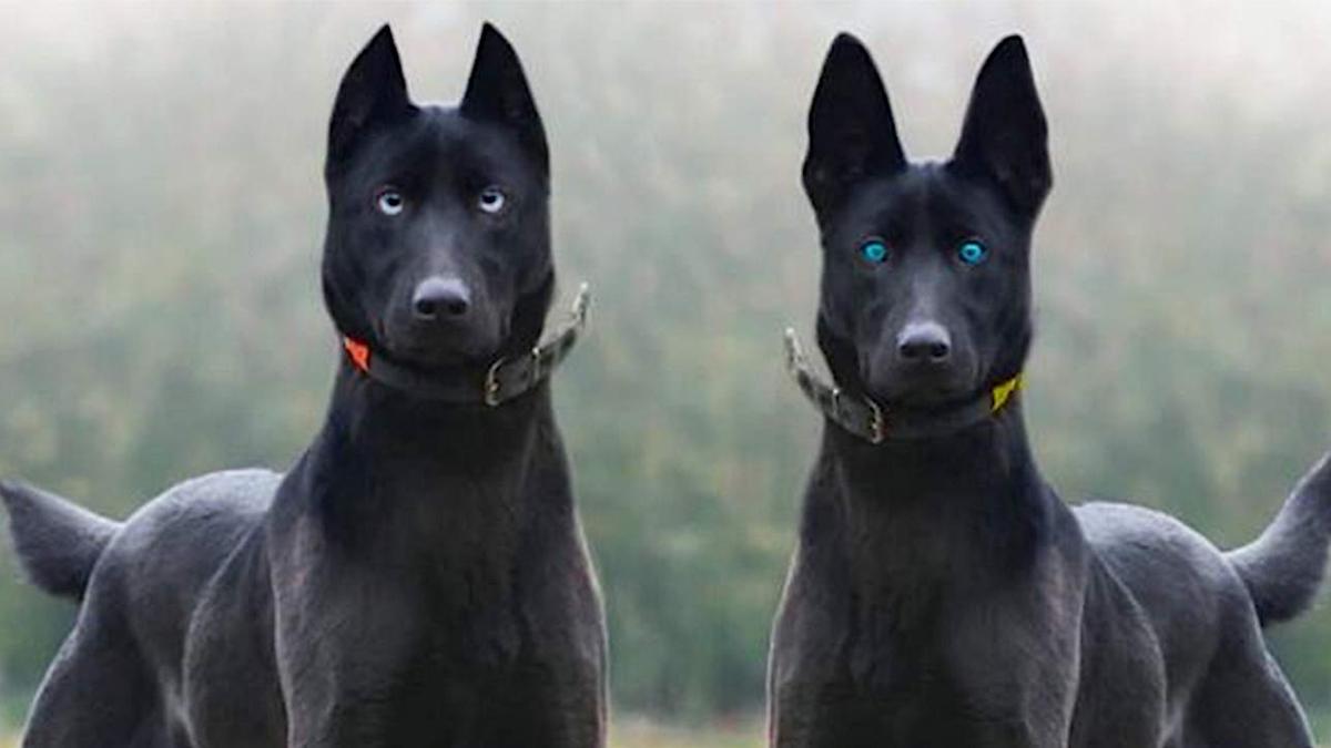 25 razas de perros que solo muy pocos pueden permitirse