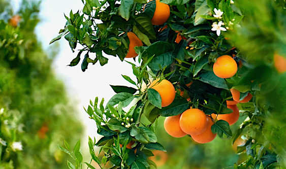 Advantages of consuming seasonal fruit Advantages of consuming seasonal fruit