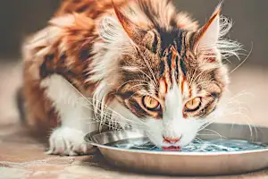 Votre chat boit peu ? Cette solution suisse pourrait changer sa vie