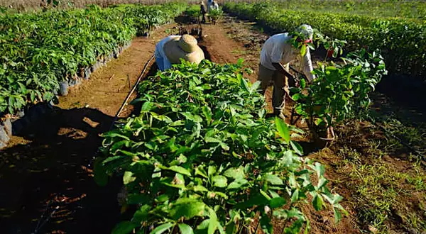 Curso técnico de agronegócio gratuito tem vagas abertas em GO